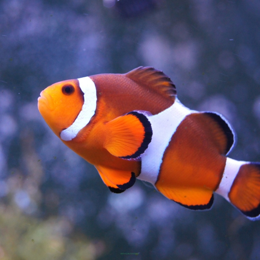 Amphiprion ocellaris 7-8 cm WILD