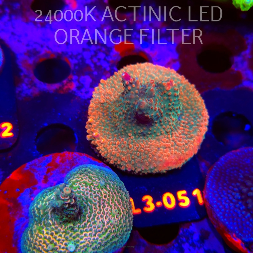 Acropora sp. PREMIUM AUSTRALIA (05.01.2026) L3-051  5cm