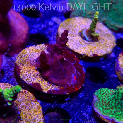 Acropora sp. AUSTRALIA  (21.06.2025) L4-II-28  4cm