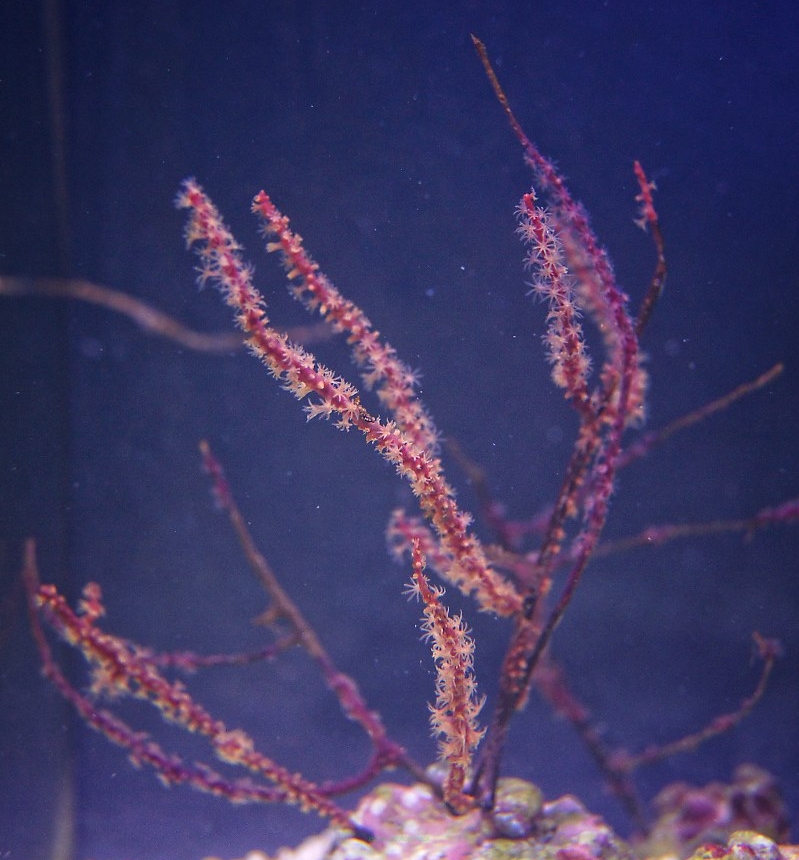 Pseudogorgonia