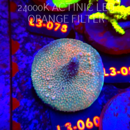 Acropora Jason Fox B33 BOMBER Acro (05.01.2026) L3-060  5cm