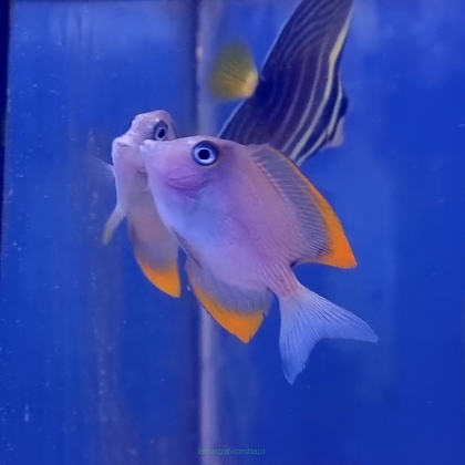 Ctenochaetus tominiensis 9 cm