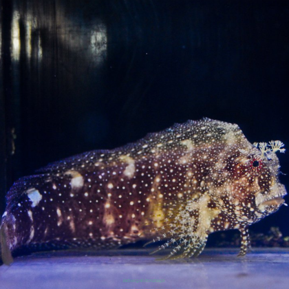 Salarias ramosus rozmiar 7-8 cm