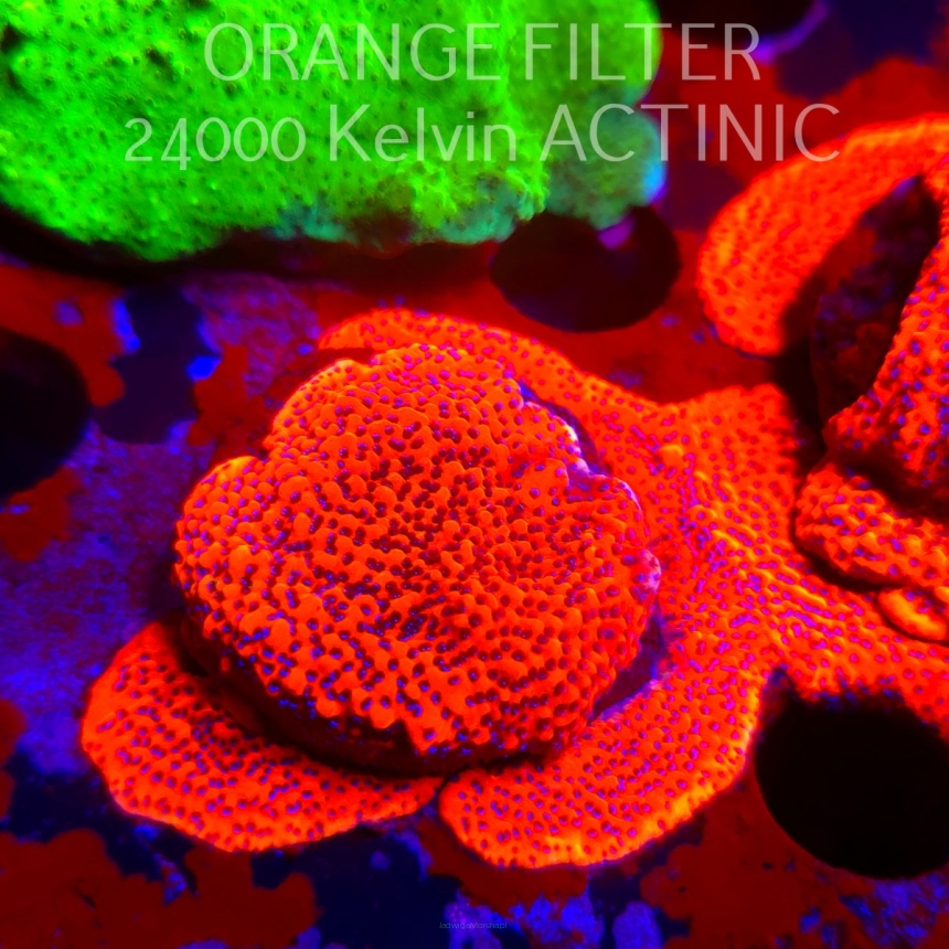Montipora MYSTIC SUNSET RED+BLUE POLYP (11.08.2025) MM6-II-3  3cm