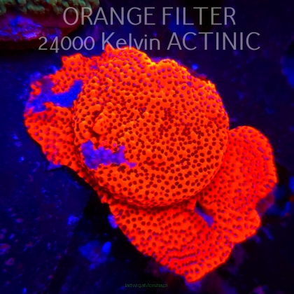Montipora MYSTIC SUNSET RED+BLUE POLYP (08.04.2025) MM6-I-33  5cm