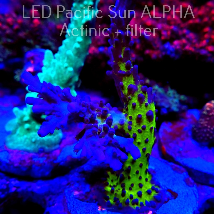 Acropora EC Frankie's Kryptonite (09.06.2024) MM1-III-14  10cm