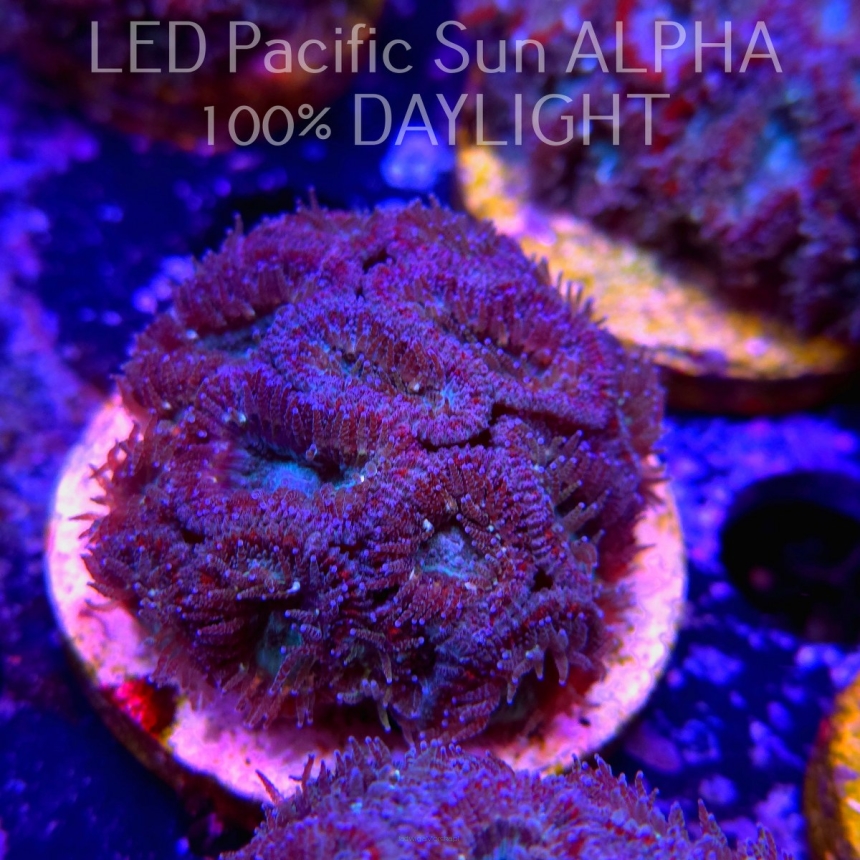 Acanthastrea lordhowensis BLUE GLITTER + RED RINGS (07.03.2024)  4cm