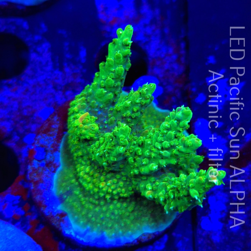 Acropora RR RAINBOW LOOM  (18.09.2024) L4-II-16  6cm