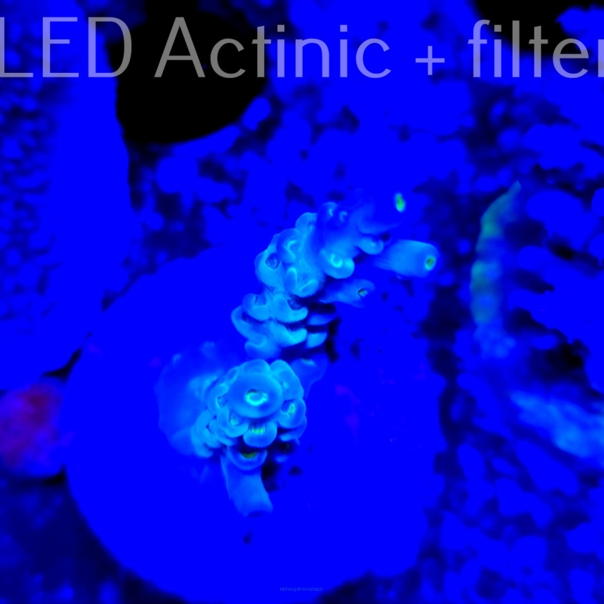 Acropora  tenuis BLUE YELLOW TIPS (16.09.2021) MM6-III-22  3cm