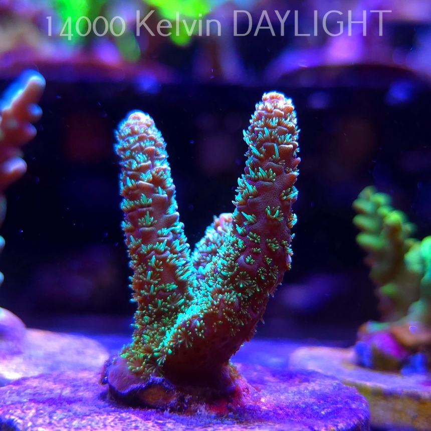 Acropora MILLEPORA LONG POLYP (21.06.2025) L4-I-28  5cm
