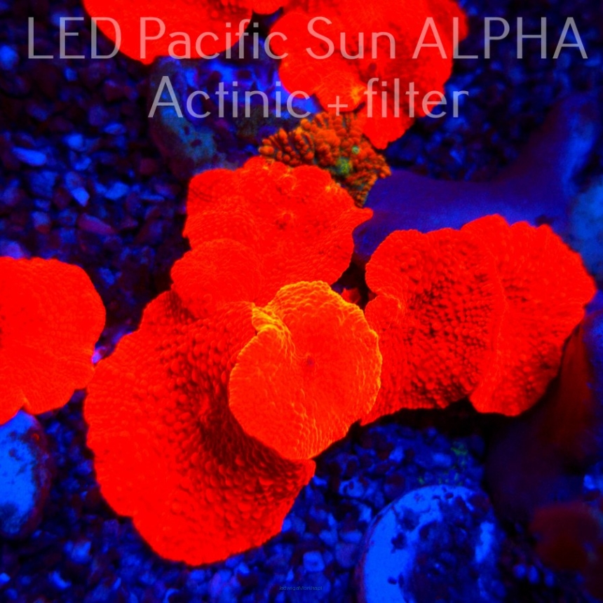  Discosoma AUSSIE ULTRA RED (17.11.2024) 1P