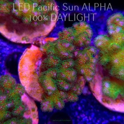 Pocillopora verrucosa YELLOW FLUO (22.01.2025)  6cm