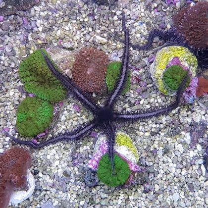 Wężowidło Ophiocomina scolopendrina (Black brittle starfish) rozmiar (rozpiętość ramion około 13-18cm)