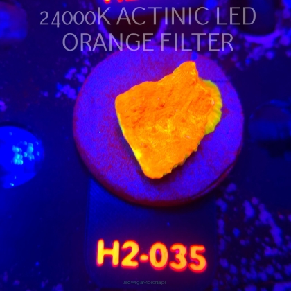 Echinophyllia GOLD Rush Chalice (02.12.2025) H2-035  4cm