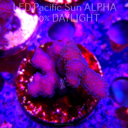 Pocillopora sp. FIJI PINK (23.01.2025)  4cm