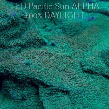 K.O. MONTIPORA GREEN-GOLD  4-5cm