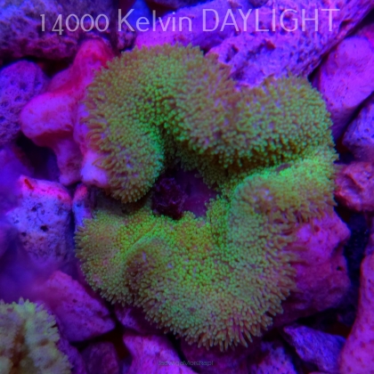 Stichodactyla TAPETUM Mini-Maxi Carpet Anemone GREEN FLUO (01.06.2025)  5cm