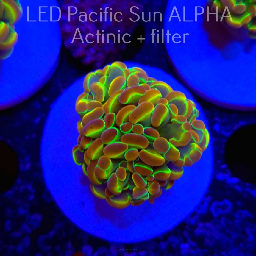  Euphyllia paraancora HOLOGRAM ULTRA (04.08.2024)