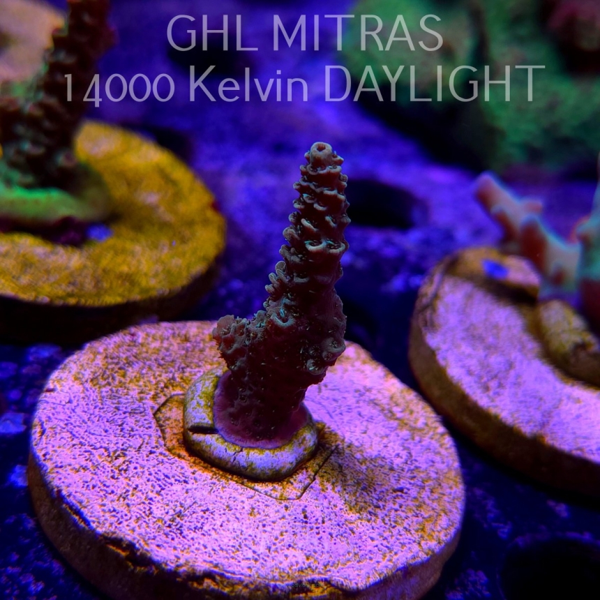 Acropora sp. AUSTRALIA (20.02.2025) L4-II-9  4cm