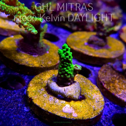 Acropora sp. AUSTRALIA (20.02.2025) L4-II-19  3cm