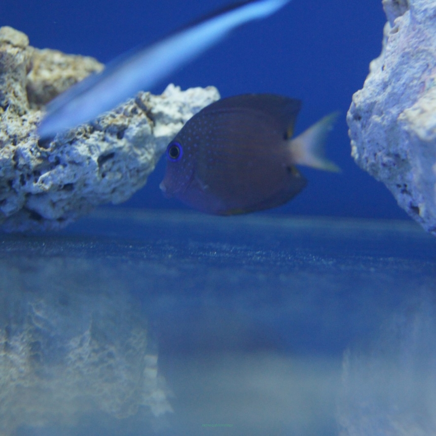 Ctenochaetus strigata (Blue Eye Tang) rozmiar 7-8 cm