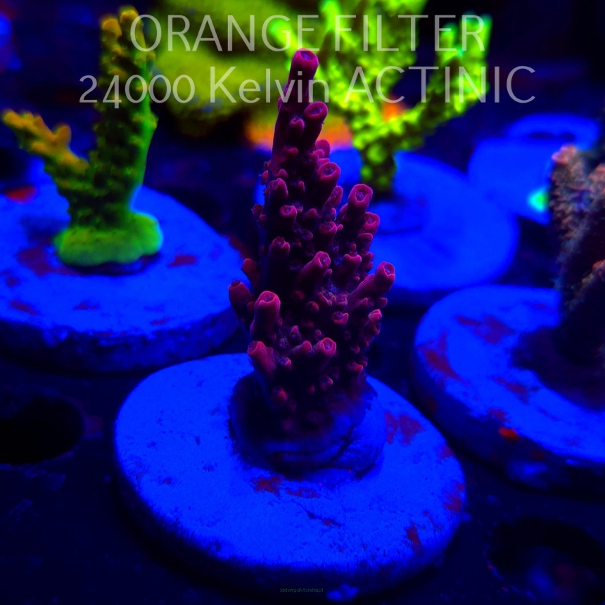 Acropora BLUE POLYP BLEEDING STRAWBERRY (20.03.2025) L1-II-8  6cm