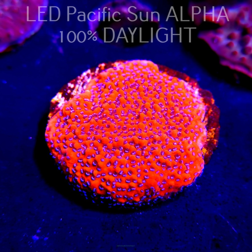 Montipora MYSTIC SUNSET RED+BLUE POLYP (10.07.2024) MM6-III-3  3cm