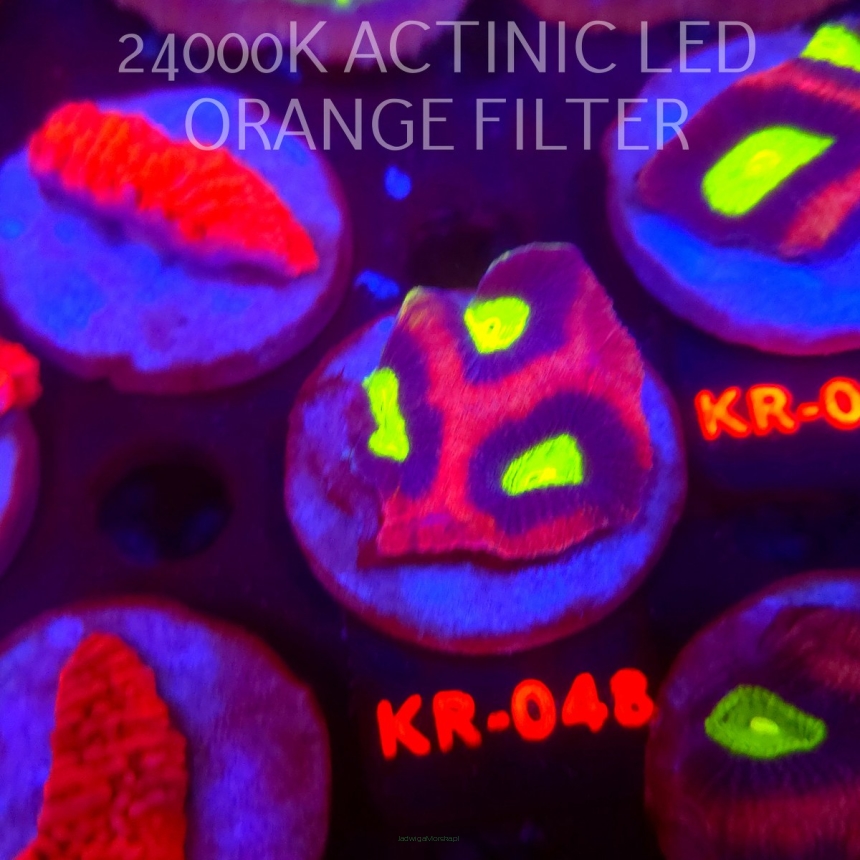 Favites complanata OG DRAGON SOUL (21.02.2026) KR-048  4cm