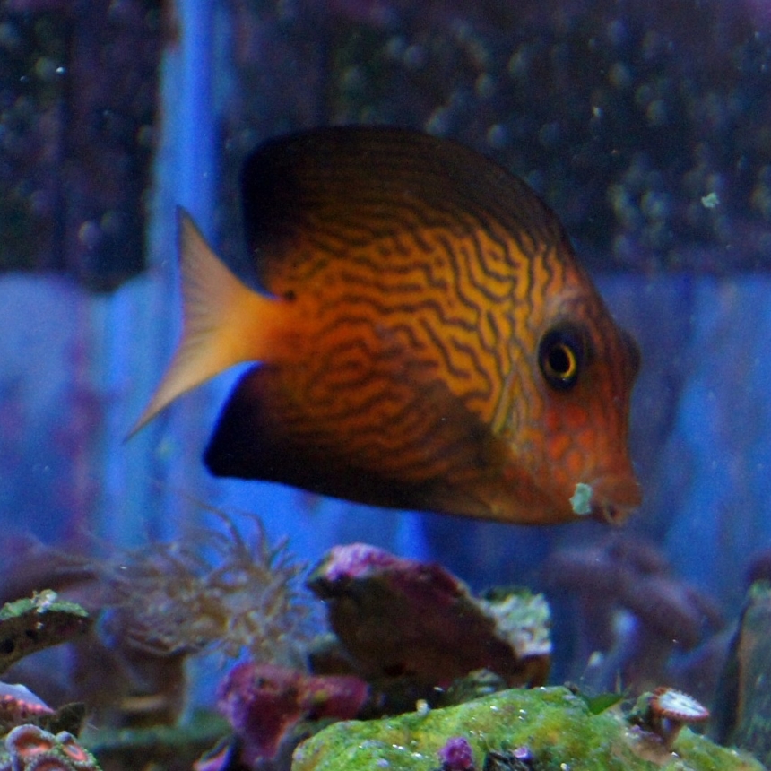 Ctenochaetus Hawaiiensis rozmiar 6 cm RARYTAS