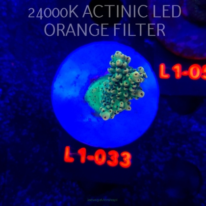 Acropora TG PINK FLOYD ACRO (09.10.2025) L1-033  5cm