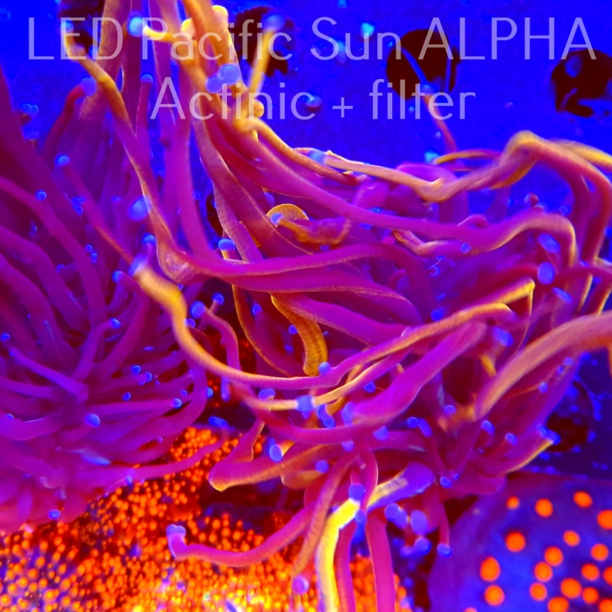 Euphyllia glabrescens Aussie HELLFIRE TORCH LONG POLYP (02.08.2023)
