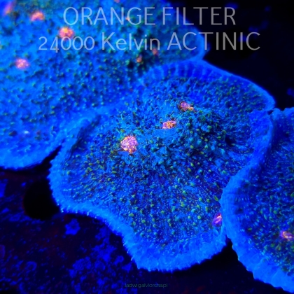 Echinopora lamellosa BLUE RED & YELLOW UNIQUE (09.05.2025) MM1-I-39  6cm