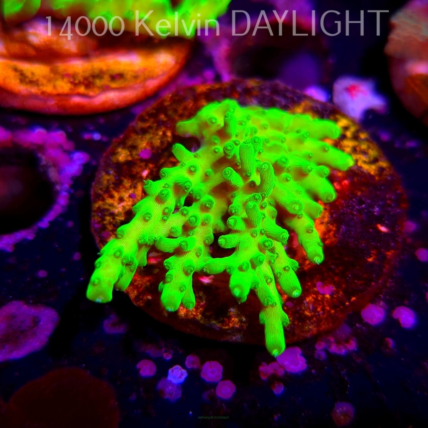 Acropora WWC Castells Banana (06.04.2025) MM6-III-3  6cm