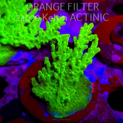 Acropora WWC Castells Banana (11.08.2025) MM6-III-3  6cm