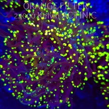 Euphyllia yaeyamaensis YELLOW (02.04.2025)