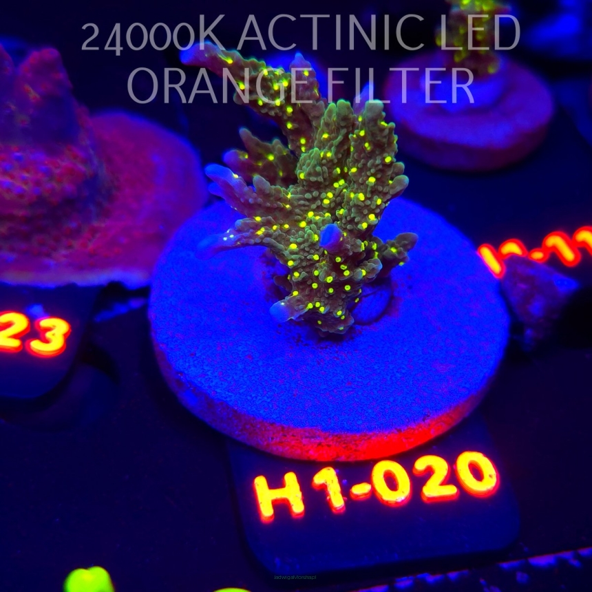 Montipora STELLATA (01.02.2026) H1-020  5cm