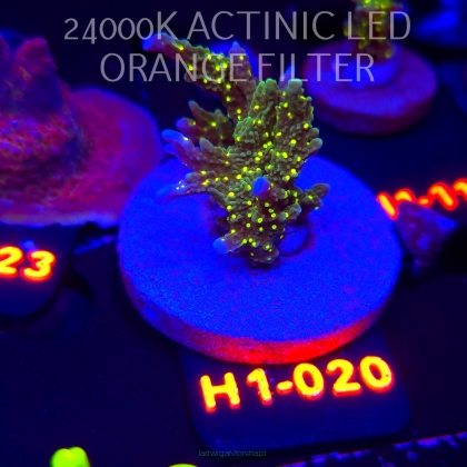 Montipora STELLATA (01.02.2026) H1-020  5cm