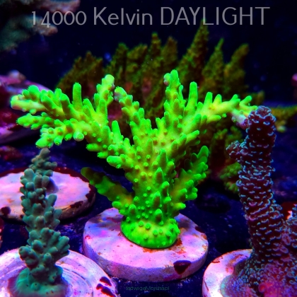 Acropora AUSTERA BANANA (19.06.2025) L3-III-26  12cm