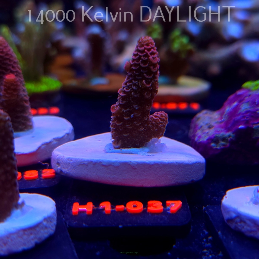 Acropora spathulata CORAL SEA ULTRA RED (16.10.2025) H1-037  4cm