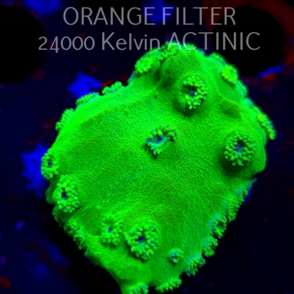 Turbinaria peltata TOXIC GREEN (11.08.2025) MM6-I-16  5cm