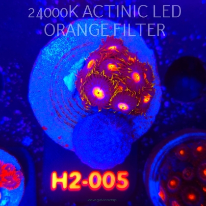 Zoanthus MIAMI BLOW POP (01.12.2025) 10P  H2-005