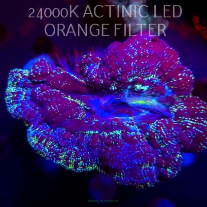 Lobophyllia spp STAR DUST (04.03.2026)  XL