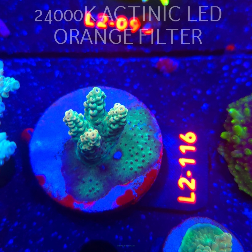 Acropora TG PINK FLOYD ACRO (14.10.2025) L2-116  5cm