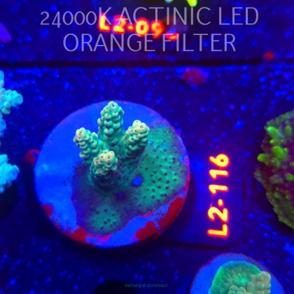 Acropora TG PINK FLOYD ACRO (14.10.2025) L2-116  5cm