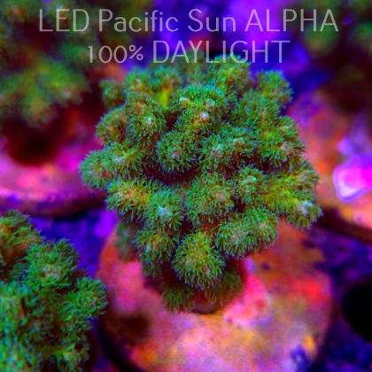Pocillopora damicornis NEON GREEN (23.01.2025)  7cm