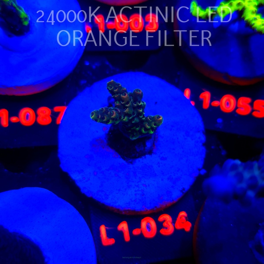 Acropora MILLEPORA RAINBOW (11.10.2025) L1-034  3cm