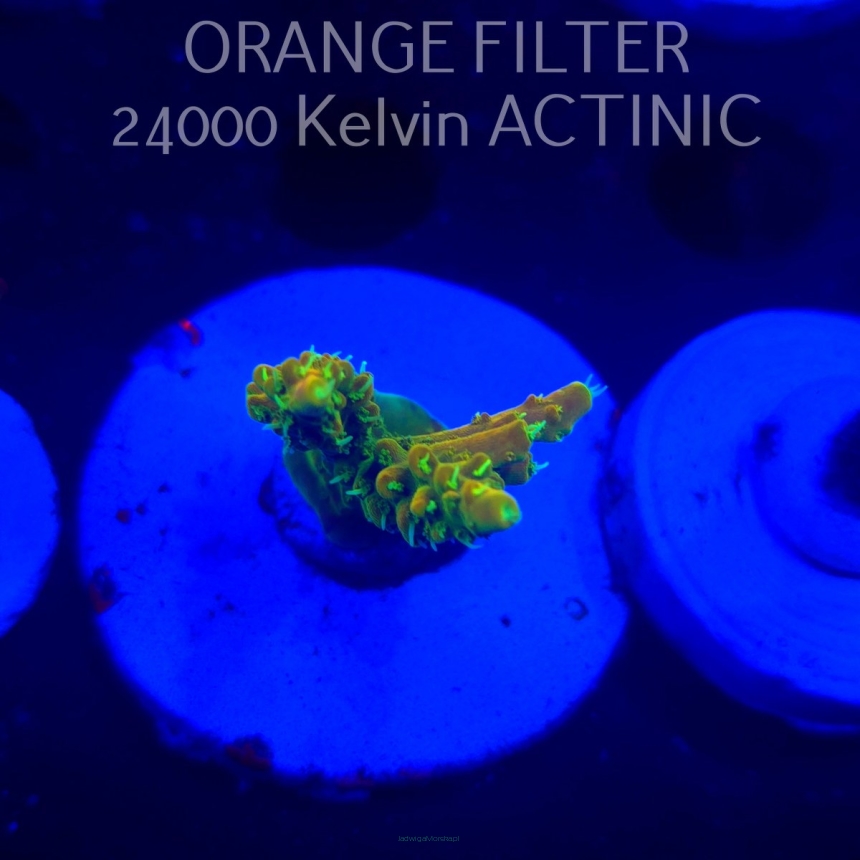 Acropora GOLD FEVER (20.03.2025) L1-II-22  4cm