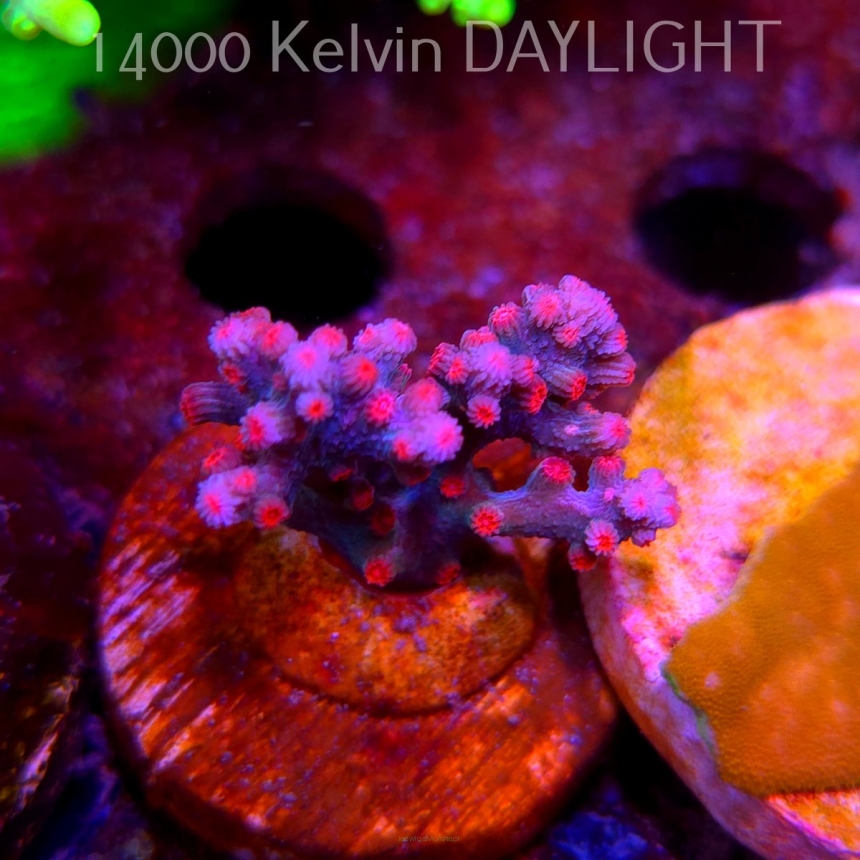 Cyphastrea decadia JF PINK BRANCHING (09.05.2025) MM1-III-26  3cm