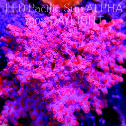 Cyphastrea decadia JF PINK BRANCHING (22.06.2023) MM4-I-27  8cm