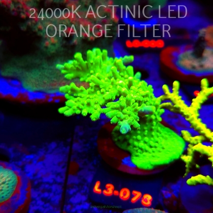 Acropora AUSTERA BANANA (05.01.2026) L3-078  10cm